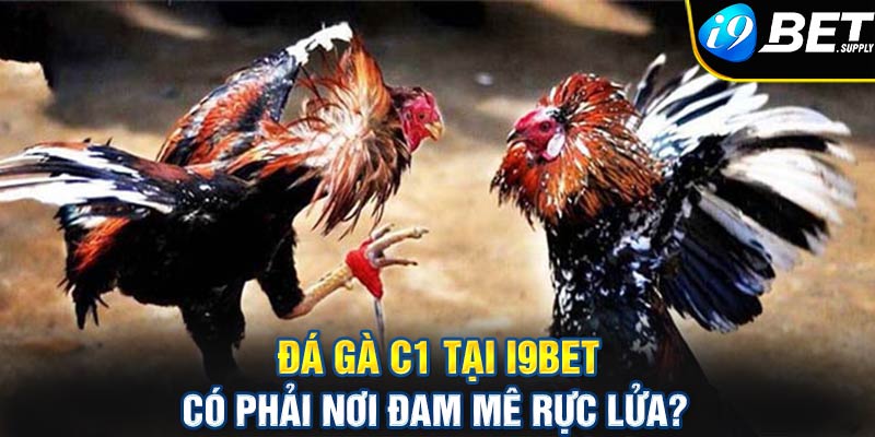 Đá gà c1 tại i9bet có phải nơi đam mê rực lửa?