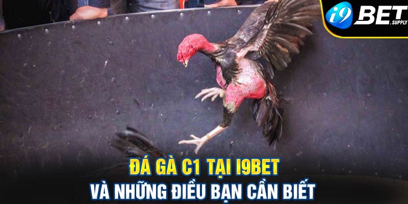 Đá gà c1 tại i9bet và những điều bạn cần biết